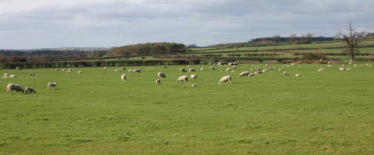 A green field with sheep grazing.