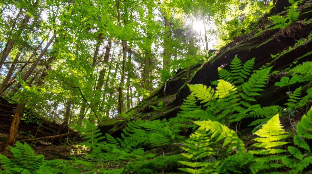 Pine trees dig their roots into the Cambrian sandstone bluffs along the Wisconsin River in the Wisconsin Dells.