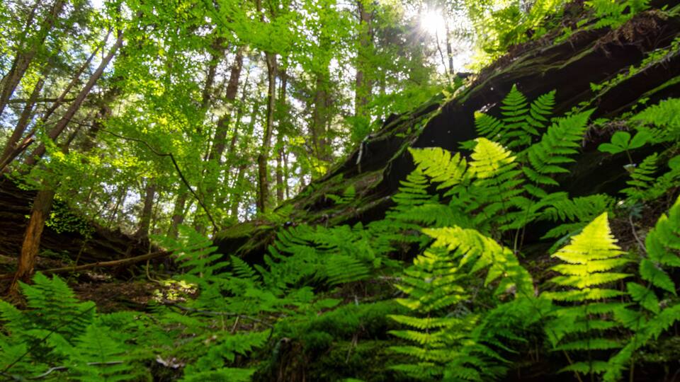 A dense forest with green ferns and sunlight filtering through the trees.