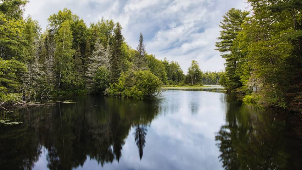 A calm lake surrounded by dense forest and tall trees.