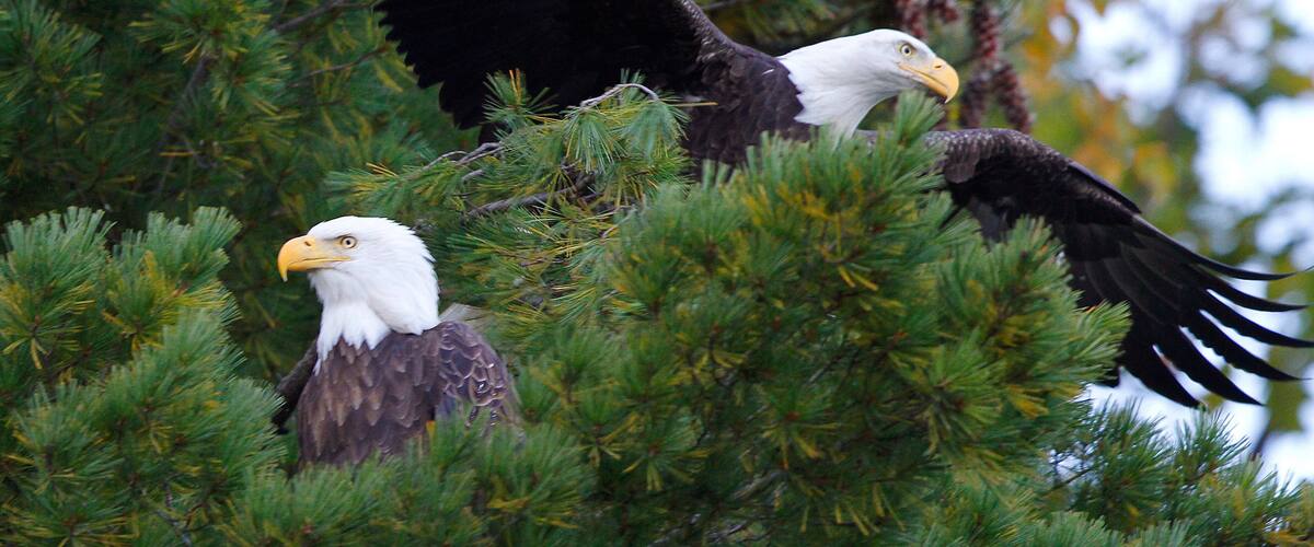A pair of bald eagles are seen in a tall tree over looking a lake in Conover, Wis.