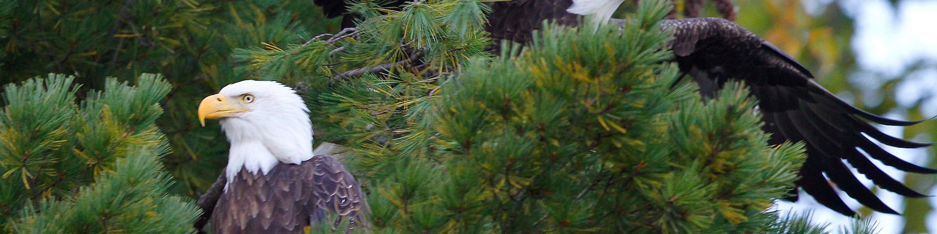 Two bald eagles perched among pine trees.