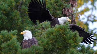 A pair of bald eagles are seen in a tall tree over looking a lake in Conover, Wis.