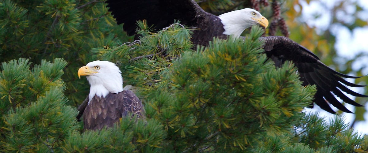 Two bald eagles perched among pine trees.