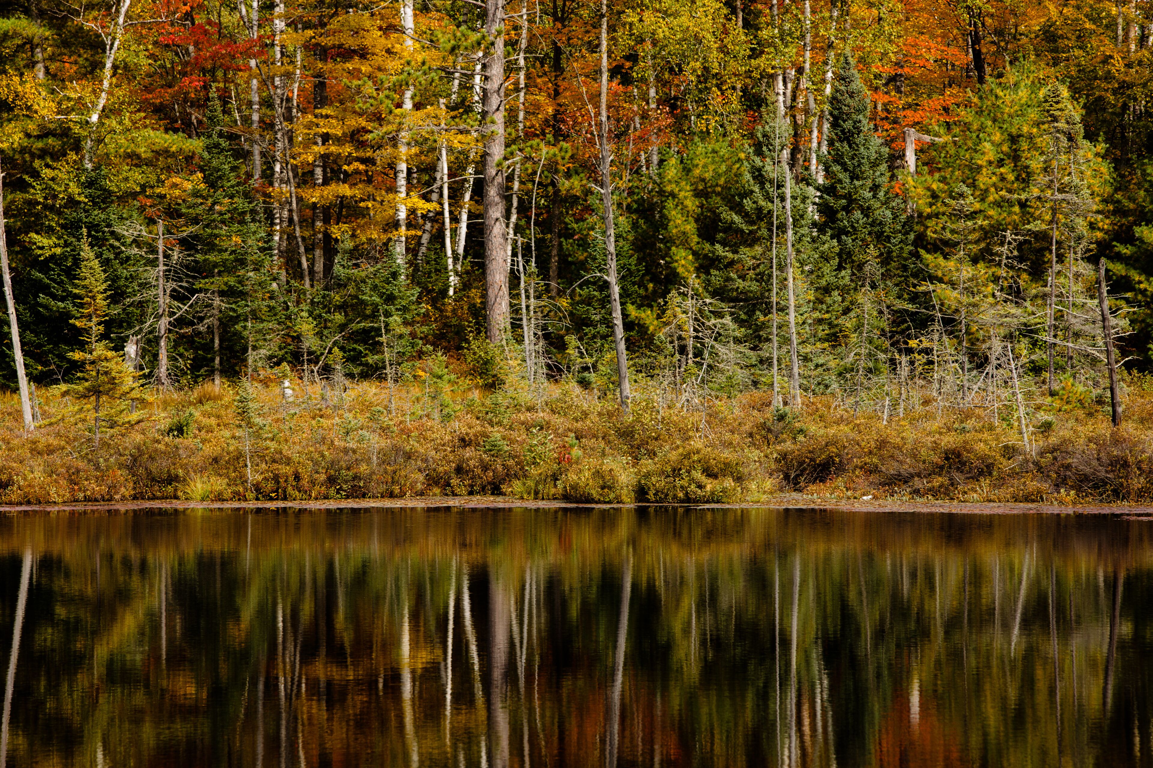 The autumn shoreline colors of a small bog lake in northern Wisconsin reflect off the calm waters