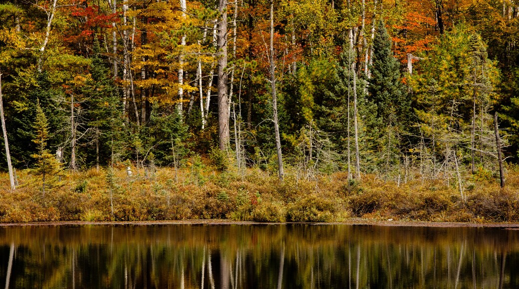 The autumn shoreline colors of a small bog lake in northern Wisconsin reflect off the calm waters