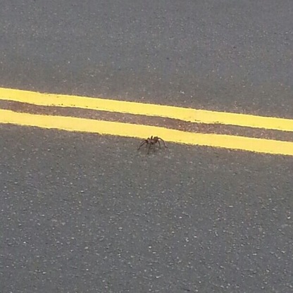 Tarantula on 341 somewhere before Silver City (I was headed for Virginia City, NV)