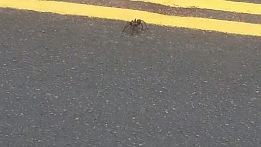 Tarantula on 341 somewhere before Silver City (I was headed for Virginia City, NV)