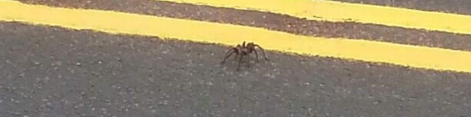 Tarantula on 341 somewhere before Silver City (I was headed for Virginia City, NV)