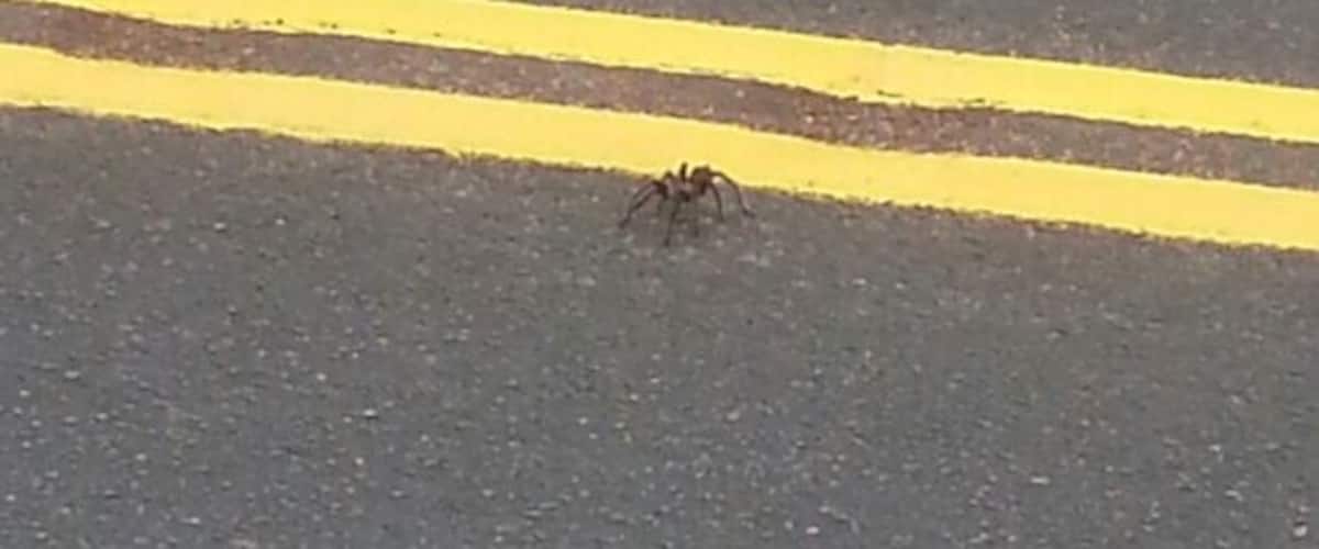 A road with yellow lines and a spider on the asphalt.