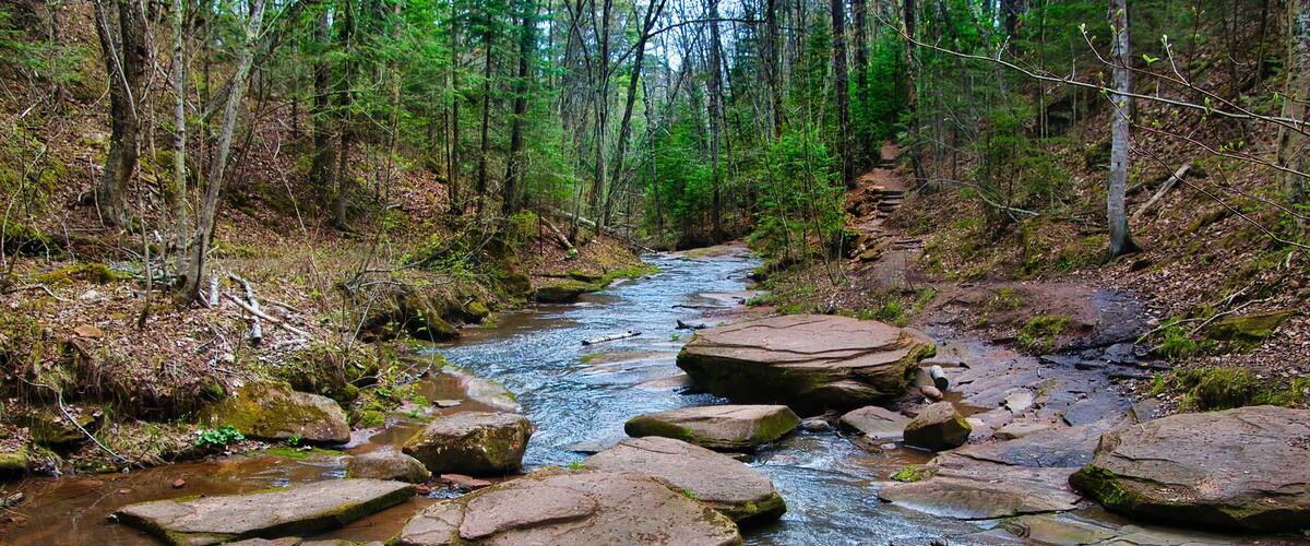 A forest stream with large rocks and trees.