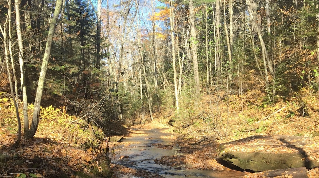 Nothing like hiking in fall. Crisp air beautiful color. Rushing water in the stream. Thank you Wisconsin.
#GreatOutdoors