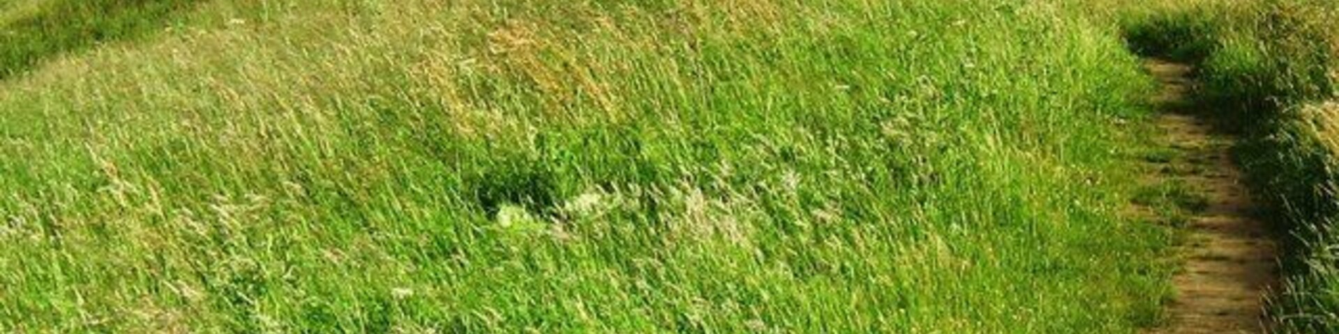 Un campo cubierto de hierba con un sendero de tierra que conduce a una playa.