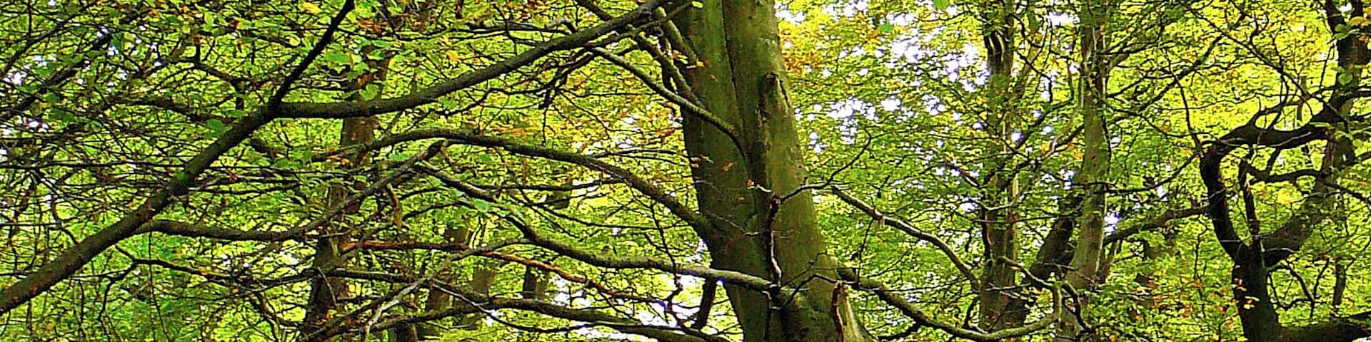 Calverley Cutting - the lower end