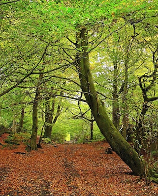 Calverley Cutting - the lower end
