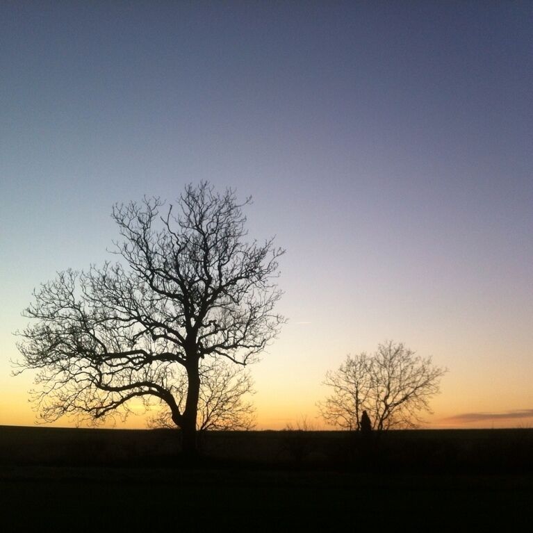 #TreeTrove I liked the look of these two trees :-) 