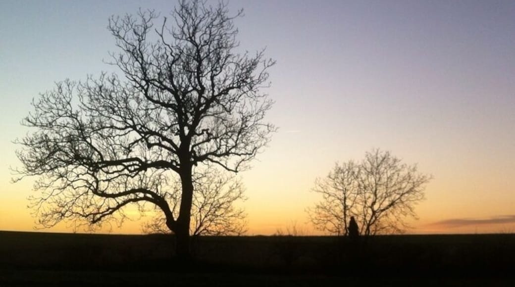 #TreeTrove I liked the look of these two trees :-)