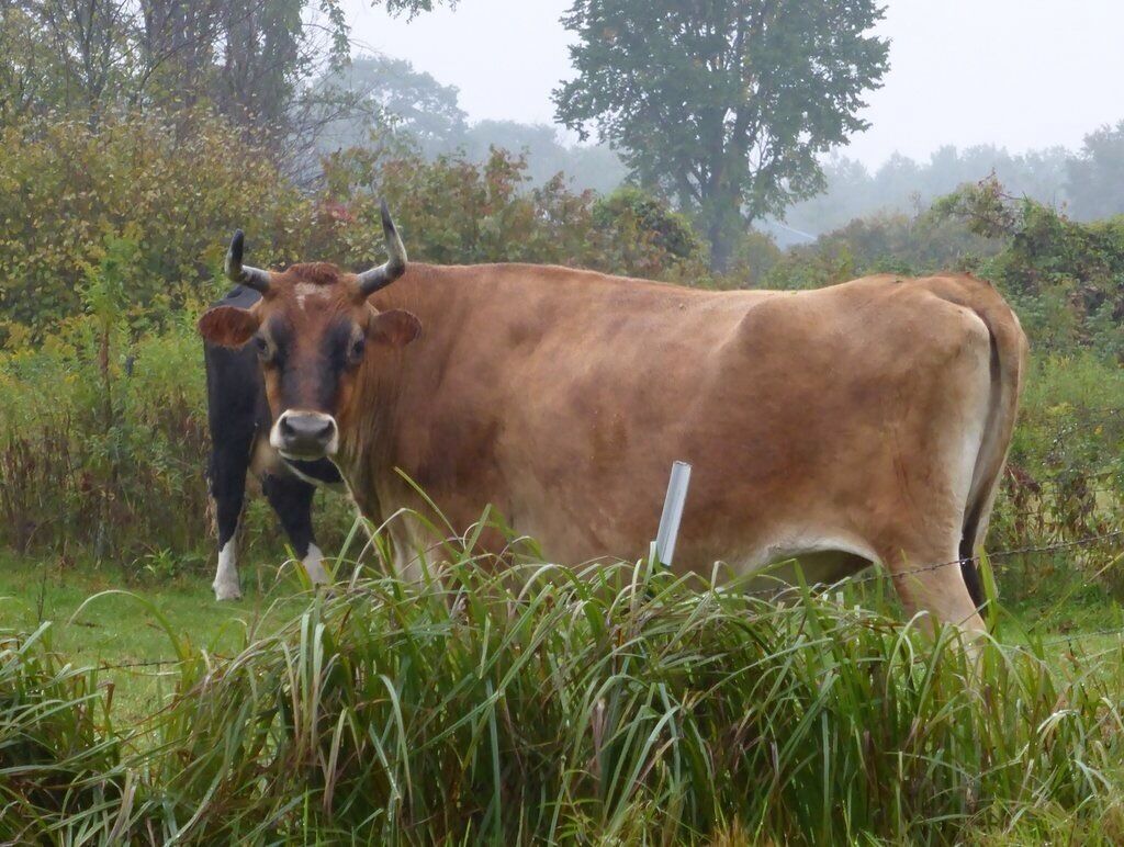Buttons, the sweetest one in the herd. #cattle