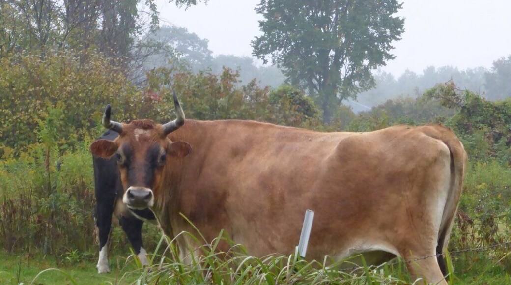 Buttons, the sweetest one in the herd. #cattle
