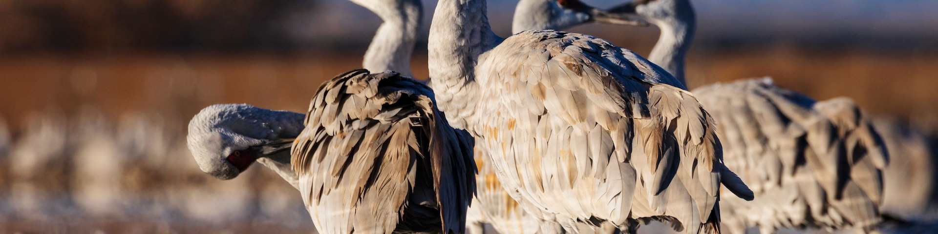 Un grupo de grullas de pie en aguas poco profundas con reflejos en la superficie.