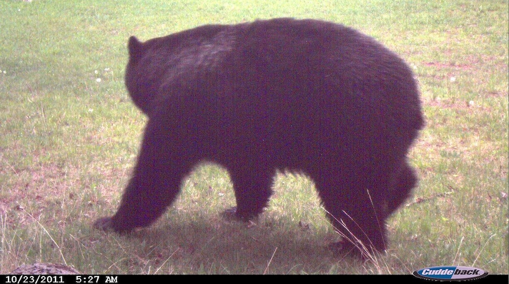 A large black bear caught on my game camera new my cabin in Glidden, WI