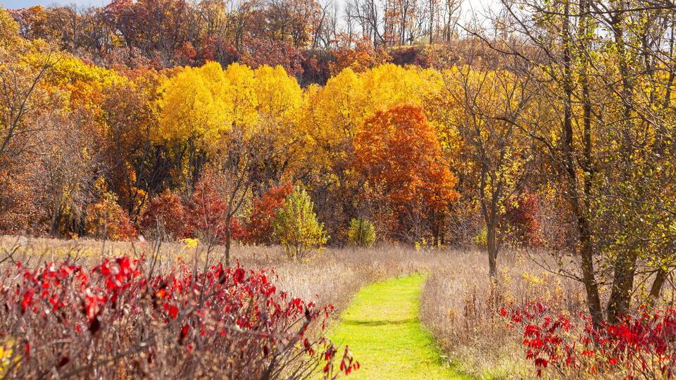 A grass Wisconsin hiking trail in the autumn with spectacular leaf colors.
