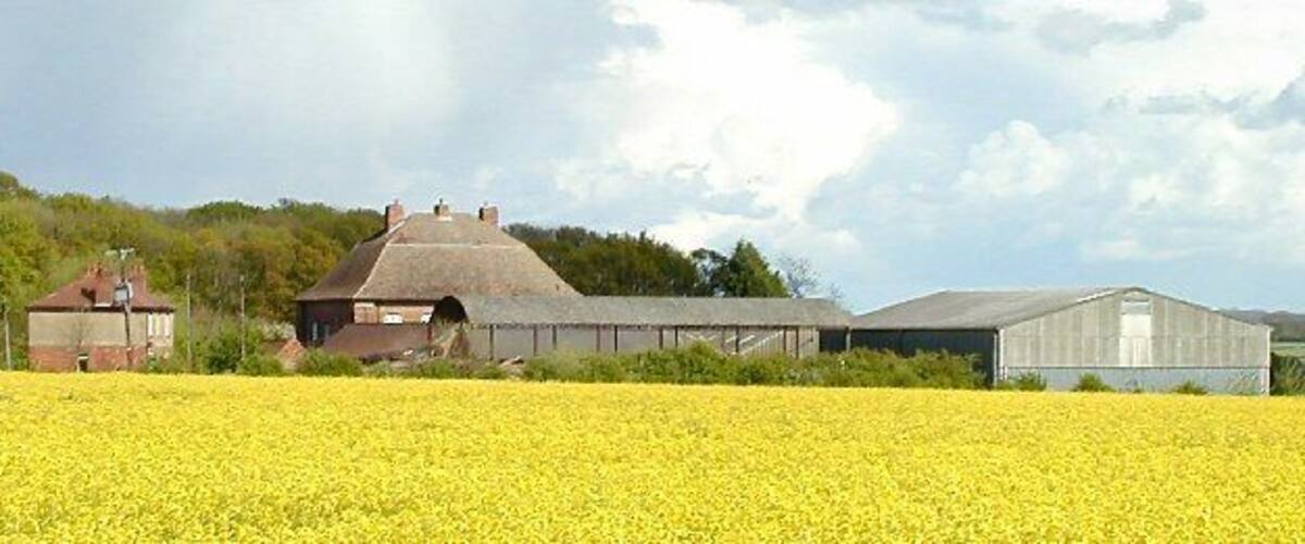 A rural landscape with a field of yellow flowers, a barn, and a house.