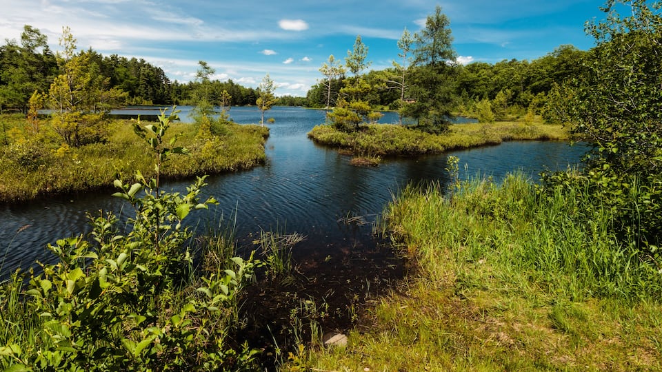 A calm river surrounded by lush greenery and trees.