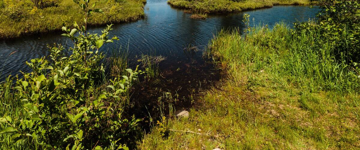A calm river surrounded by lush greenery and trees.