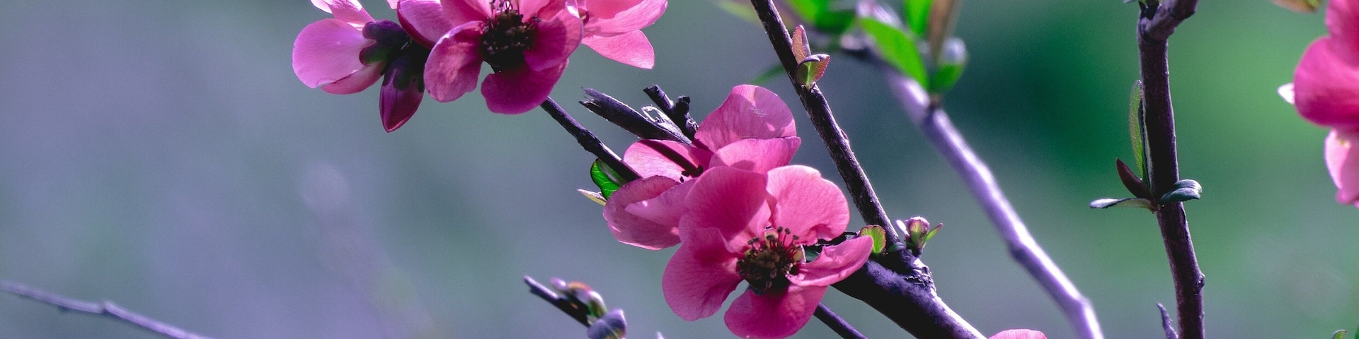 The flowers have blossomed. Spring is all over. Nature celebration