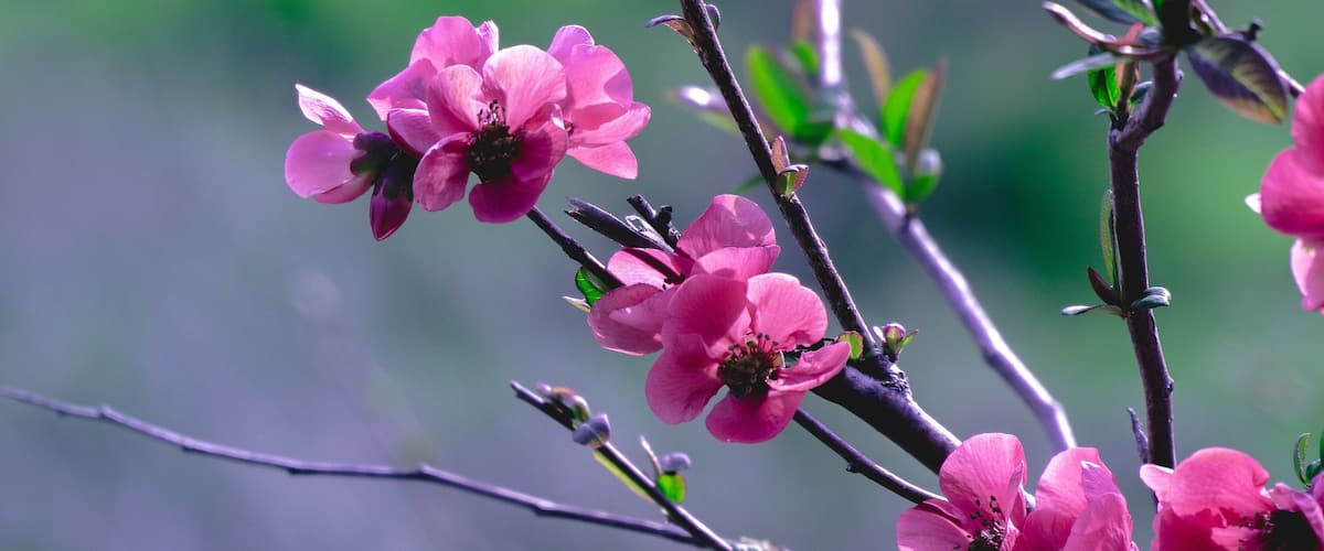 Pink flowers on a branch with a blurred green background.