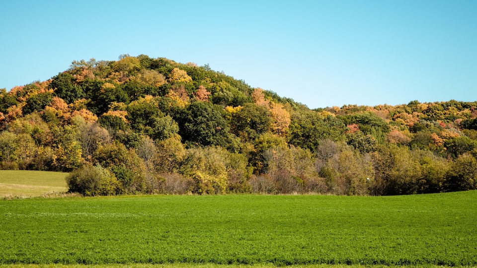 A green field with a hill covered in autumn-colored trees.