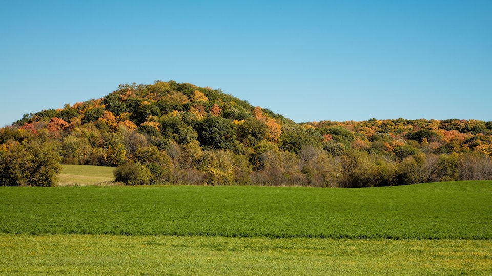 A green field with a hill covered in autumn-colored trees.