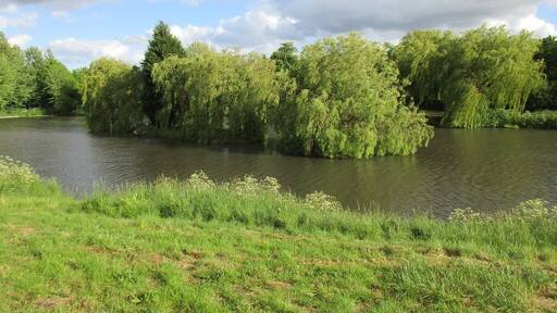 Weeping willow trees on islands in Highfields Lake