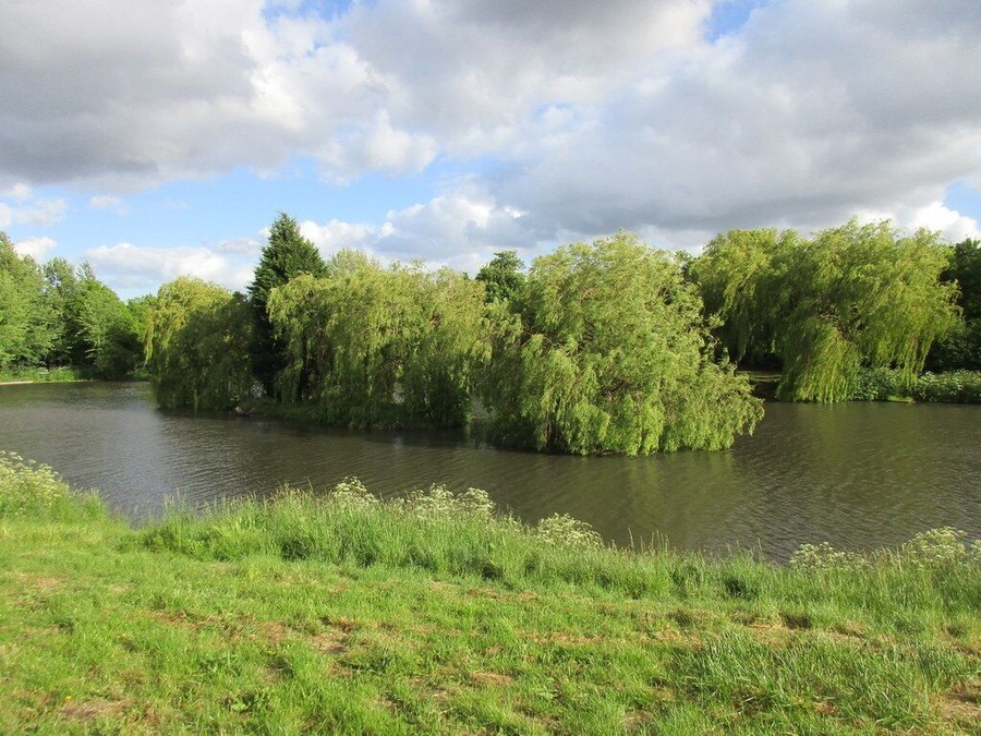 Weeping willow trees on islands in Highfields Lake