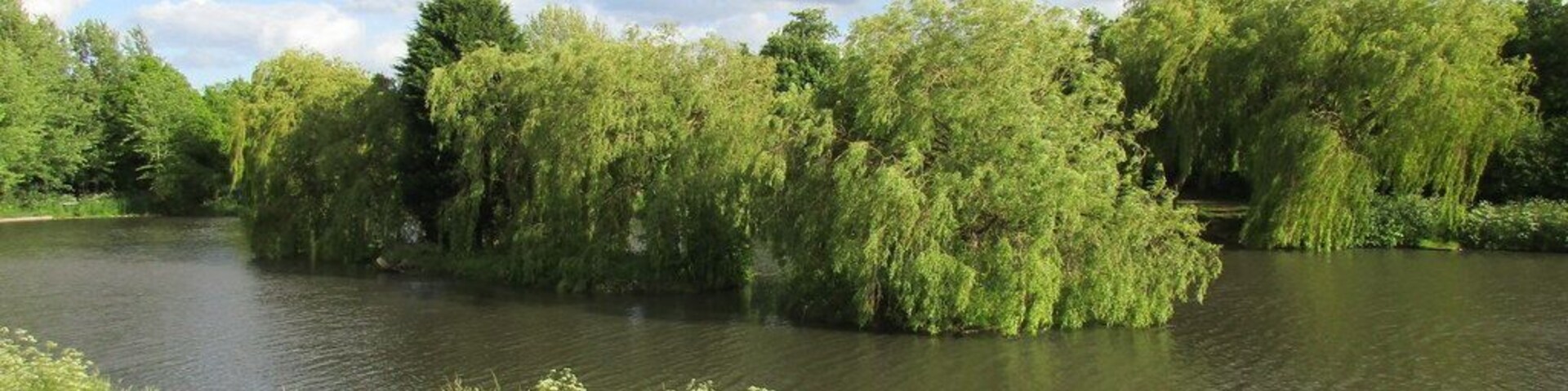 Um rio calmo rodeado por vegetação exuberante e árvores.