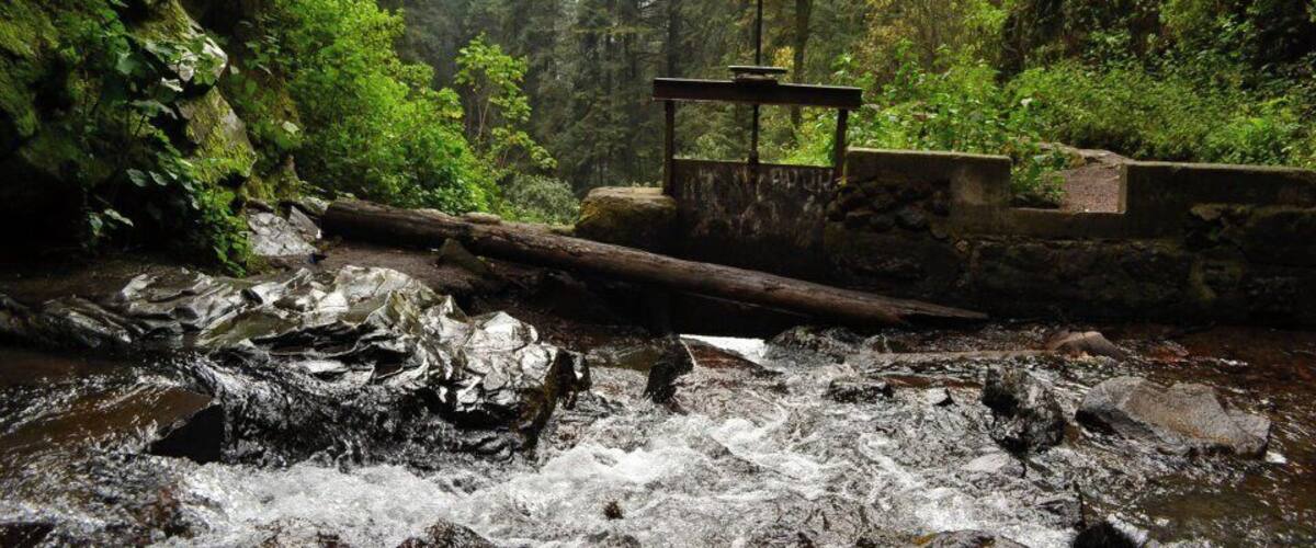 A forested area with a stream, a wooden bench, and a stone structure.