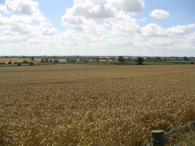 A vast wheat field under a partly cloudy sky.