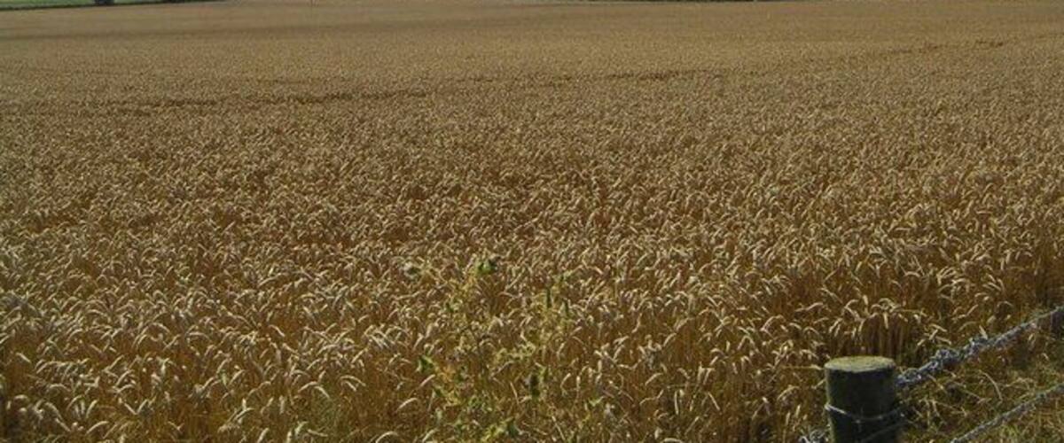 A vast wheat field under a partly cloudy sky.