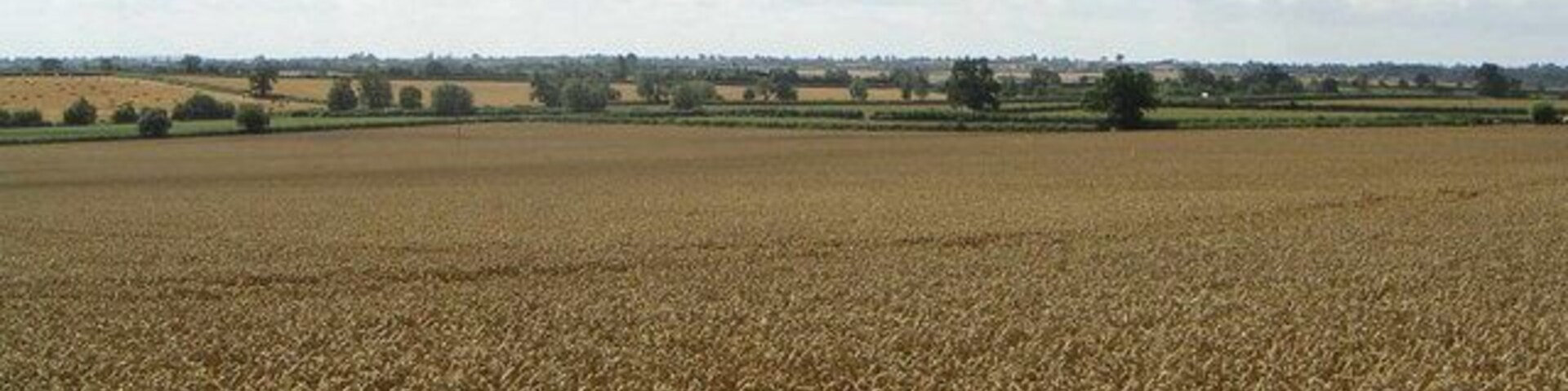A vast wheat field under a partly cloudy sky.