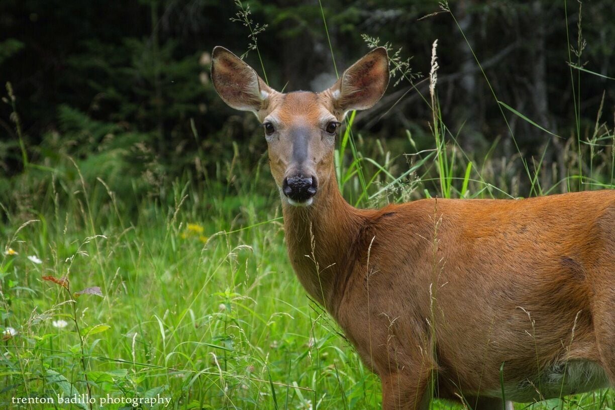A shot of a locals up in the north woods Wisconsin 