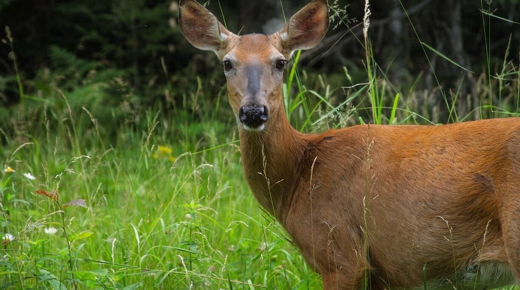 A shot of a locals up in the north woods Wisconsin