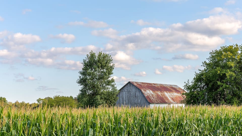 A barn in a cornfield with a clear sky.