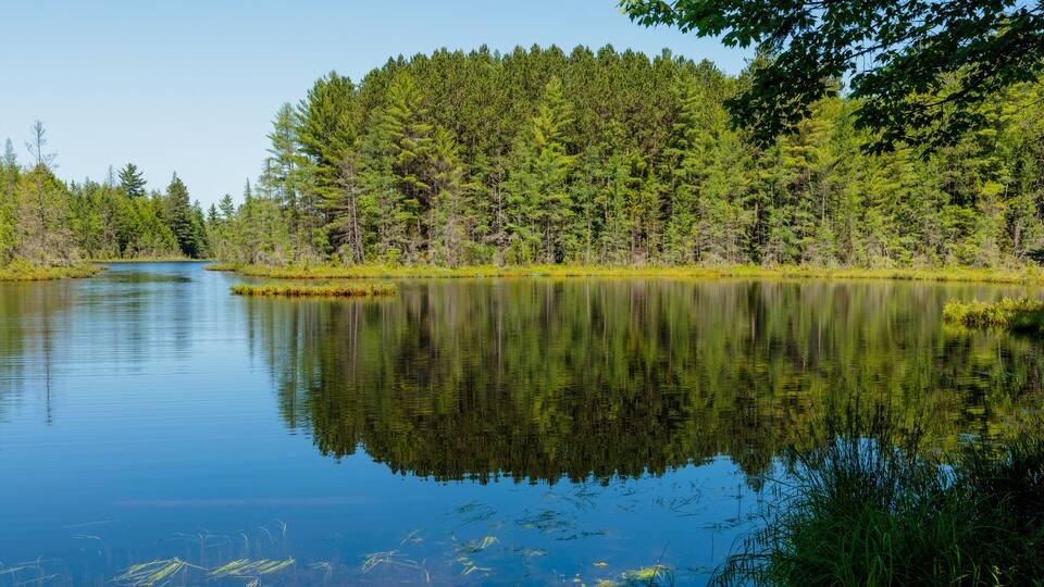A calm lake surrounded by dense forest.