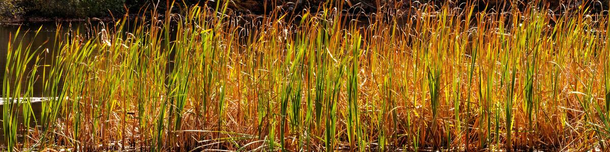 Cattails form a border along the Manitowish River as the opposite shoreline is shaded from the afternoon sun, near Boulder Junction, Wisconsin in mid-October