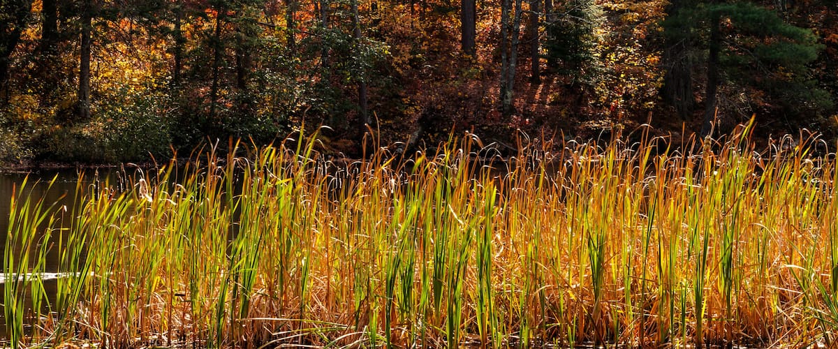 Cattails form a border along the Manitowish River as the opposite shoreline is shaded from the afternoon sun, near Boulder Junction, Wisconsin in mid-October