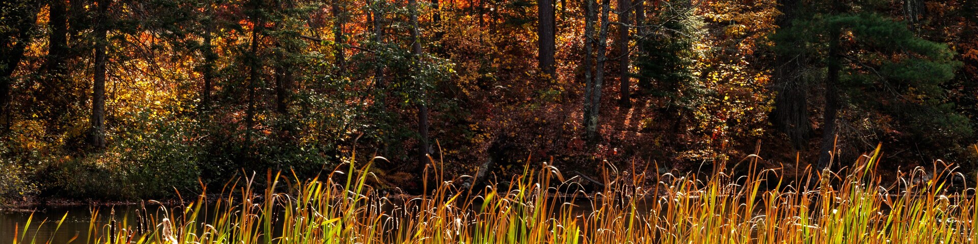 Cattails form a border along the Manitowish River as the opposite shoreline is shaded from the afternoon sun, near Boulder Junction, Wisconsin in mid-October