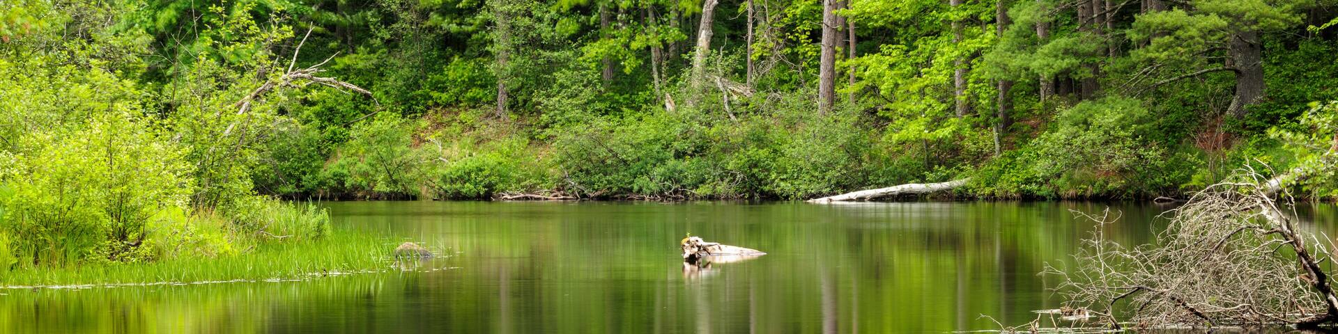 The shoreline along the Manitowish River near Boulder Junction, Wisconsin is bright green in early June