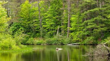 The shoreline along the Manitowish River near Boulder Junction, Wisconsin is bright green in early June