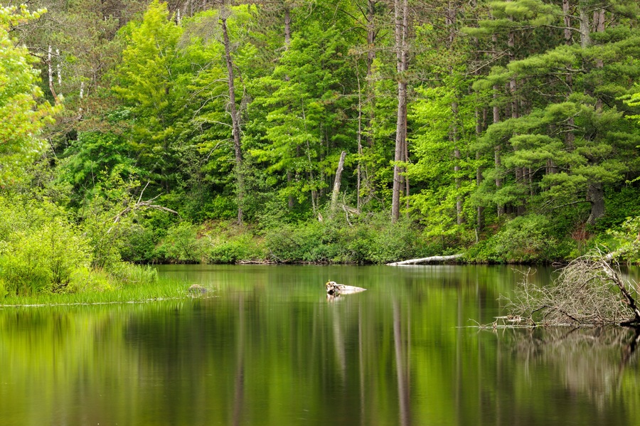 Un lago tranquilo rodeado de un denso bosque verde.